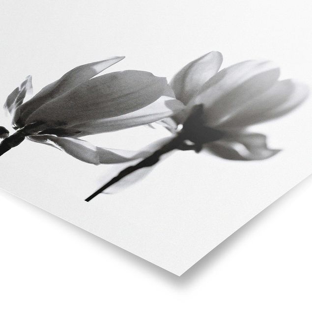 Obrazy motywy kwiatowe Spring Messenger Magnolia czarno-biały