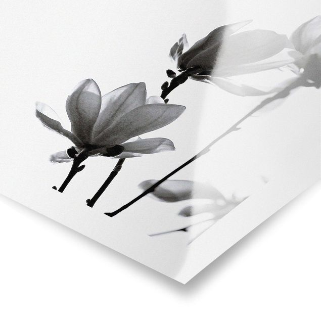 Obrazy Spring Messenger Magnolia czarno-biały