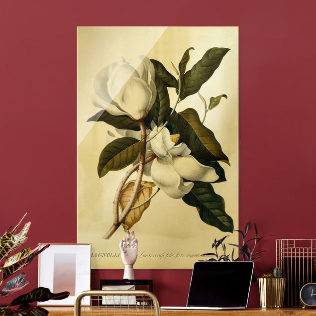 Obrazy na szkle portret Georg Dionysius Ehret - Magnolia
