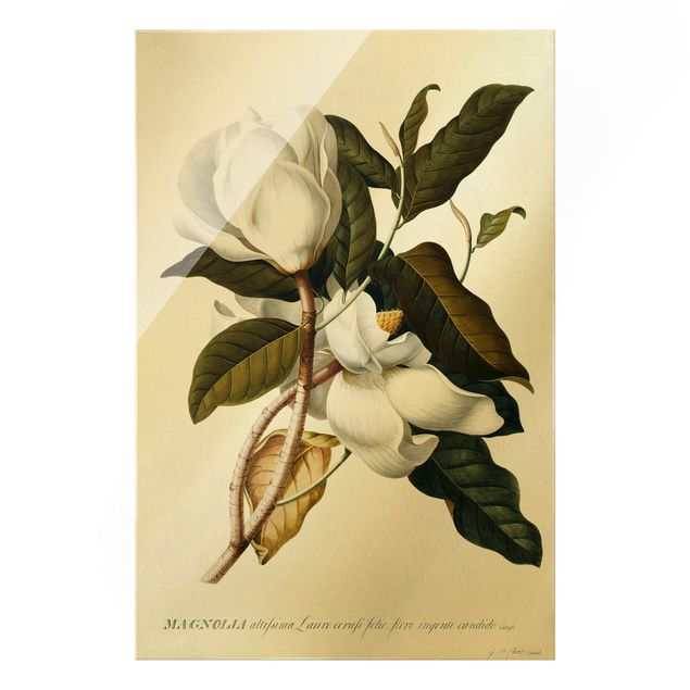 Obrazy nowoczesny Georg Dionysius Ehret - Magnolia