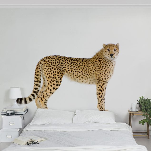 Tapety zwierzęta Gepard