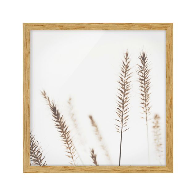 Obrazy w ramie do kuchni Suszona trawa pszenicy grzebieniastej