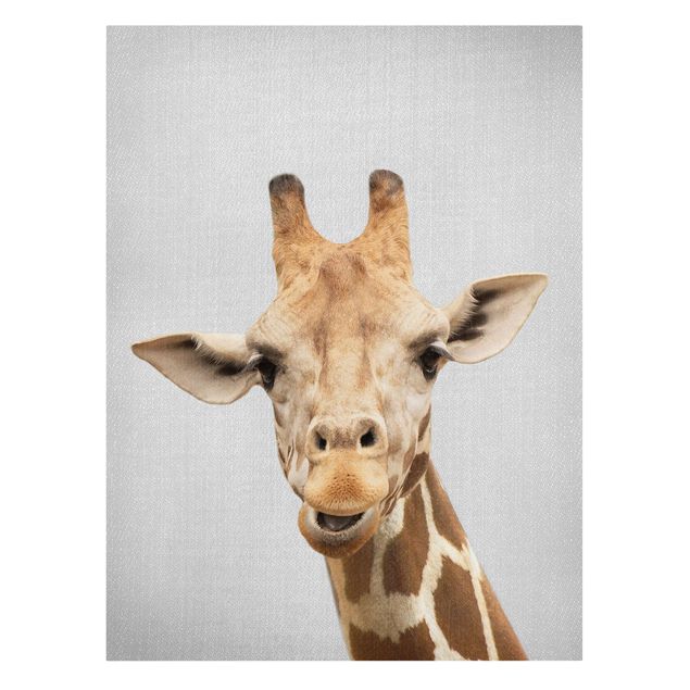 Żyrafa obraz Giraffe Gundel