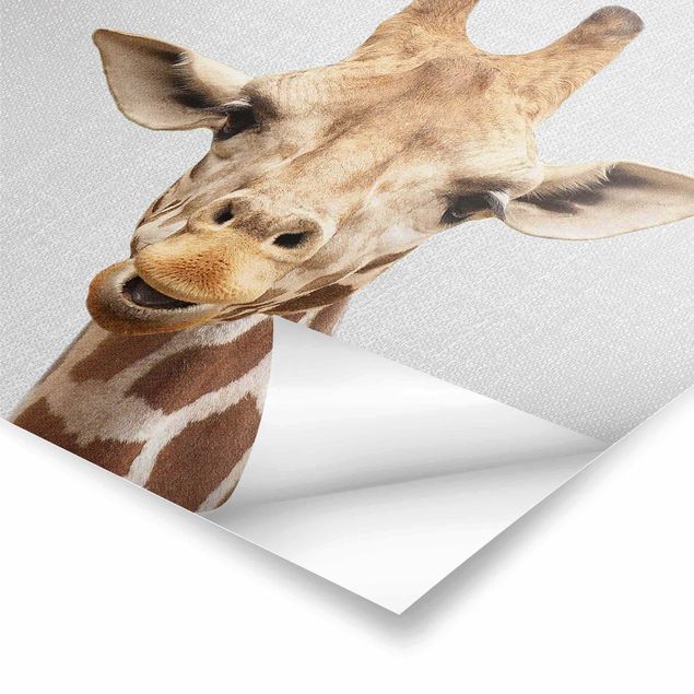 Czarno białe obrazy Giraffe Gundel
