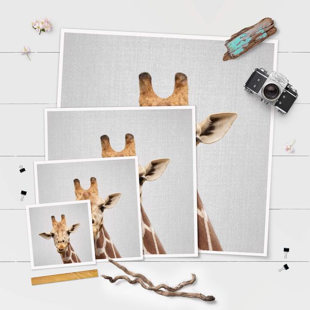 Plakaty czarno białe Giraffe Gundel