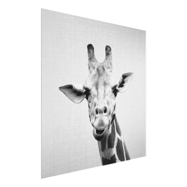 Obrazy na szkle zwierzęta Giraffe Gundel Black And White