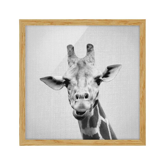 Obrazy w ramie zwierzęta Giraffe Gundel Black And White