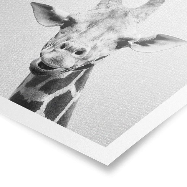 Żyrafa obraz Giraffe Gundel Black And White