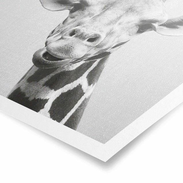 Żyrafa obraz Giraffe Gundel Black And White