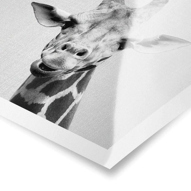 Obrazy Afryka Giraffe Gundel Black And White