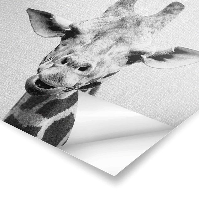 Czarno białe obrazy Giraffe Gundel Black And White