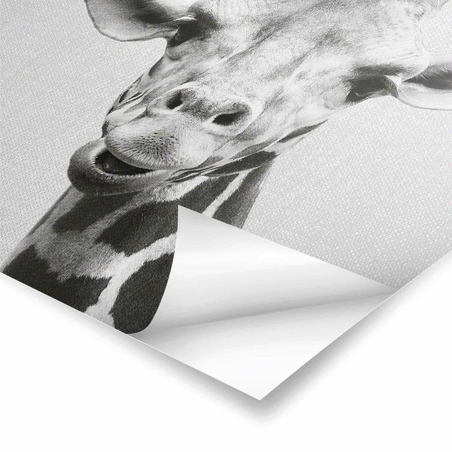 Czarno białe obrazy Giraffe Gundel Black And White