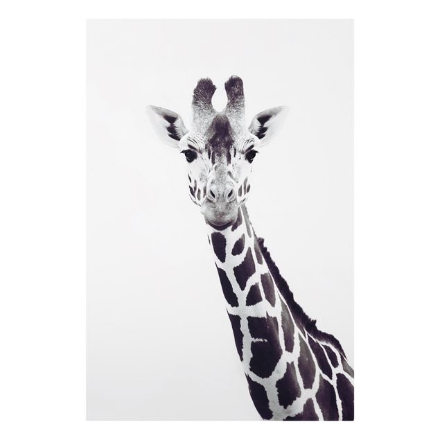 Obrazy do salonu Portret żyrafy w czerni i bieli