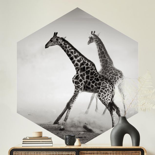 Fototapety afryka Polowanie na żyrafę