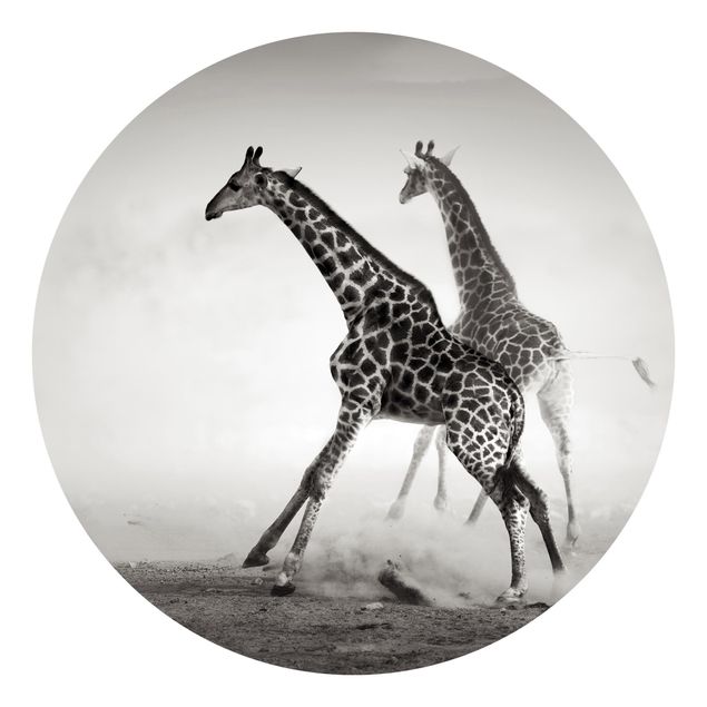 Fototapety pustynia Polowanie na żyrafę