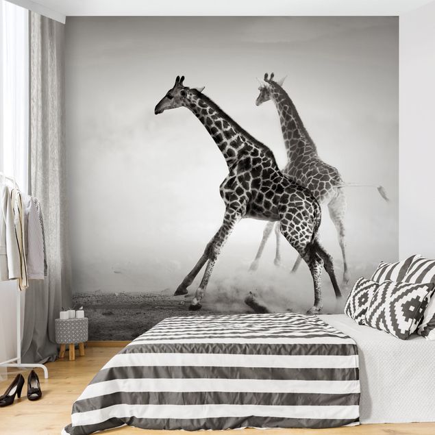 Tapeta czarno biała Polowanie na żyrafę