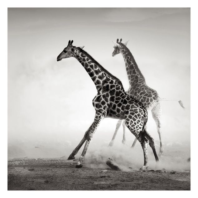 Fototapety Polowanie na żyrafę