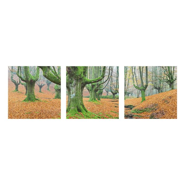 Obrazy na szkle krajobraz Las bukowy w parku przyrody Gorbea w Hiszpanii