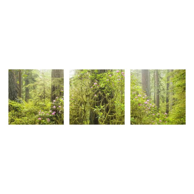 Obrazy na szkle krajobraz Del Norte Coast Redwoods State Park Kalifornia