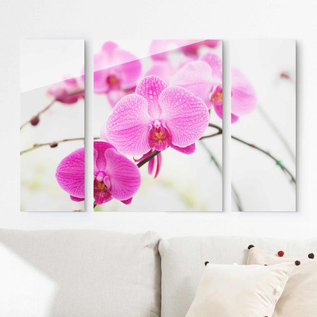 Orchidea obraz Storczyk z bliska