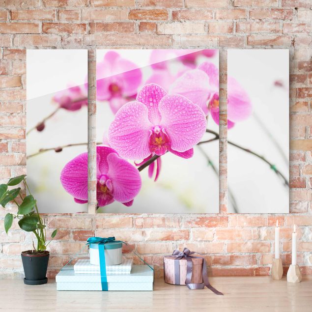 Obrazy na szkle orchidea Storczyk z bliska