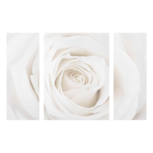 Obrazy na szkle wieloczęściowe Piękna biała róża