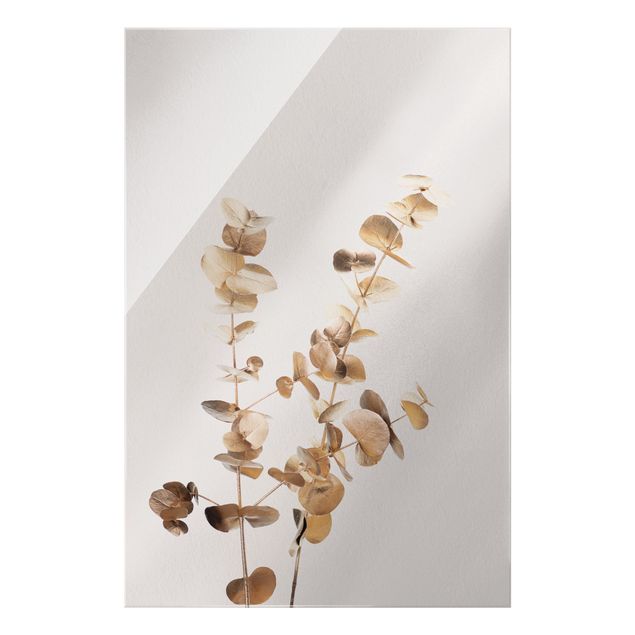 Obrazy kwiatowe Gałązki eukaliptusa złocistego