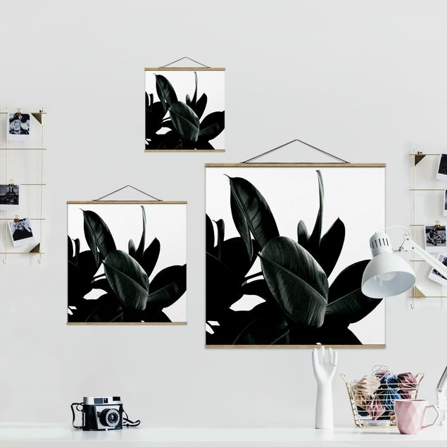 Obrazy na ścianę Gumowe liście drzewa ciemnozielone