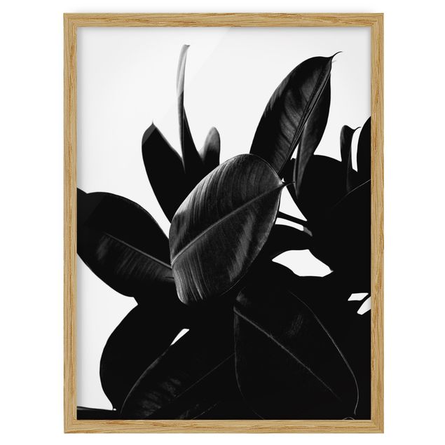 Obrazy w ramie do kuchni Rubber Tree Leaves czarno-biały