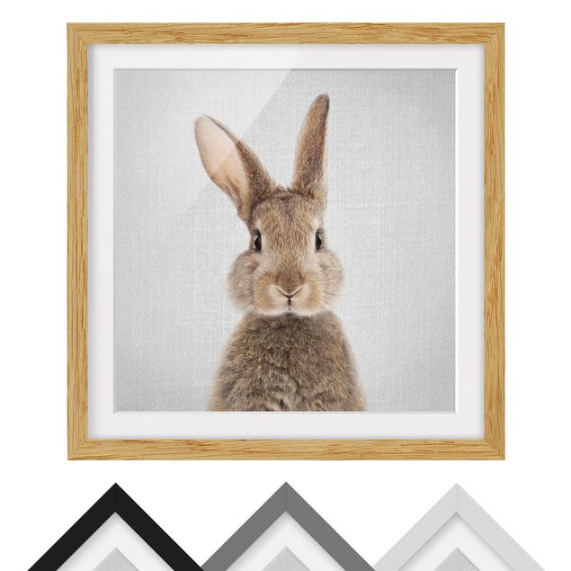 Zwierzęta obrazy Hare Hilbert