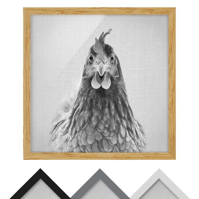 Obrazy ze zwierzętami Hen Henriette Black And White