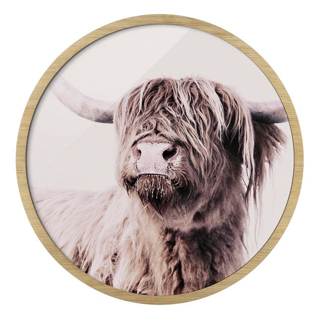 Obrazy ze zwierzętami Highland Cattle Frida In Beige