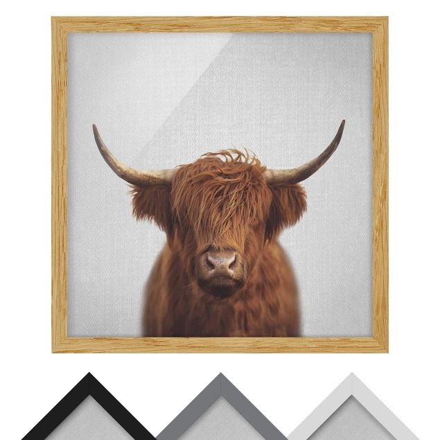 Obrazy ze zwierzętami Highland Cow Harry