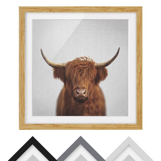 Obrazy ze zwierzętami Highland Cow Harry