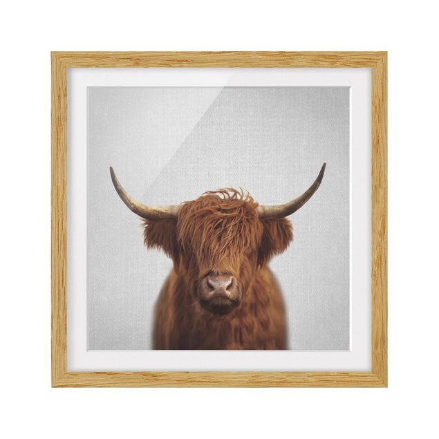 Nowoczesne obrazy do salonu Highland Cow Harry