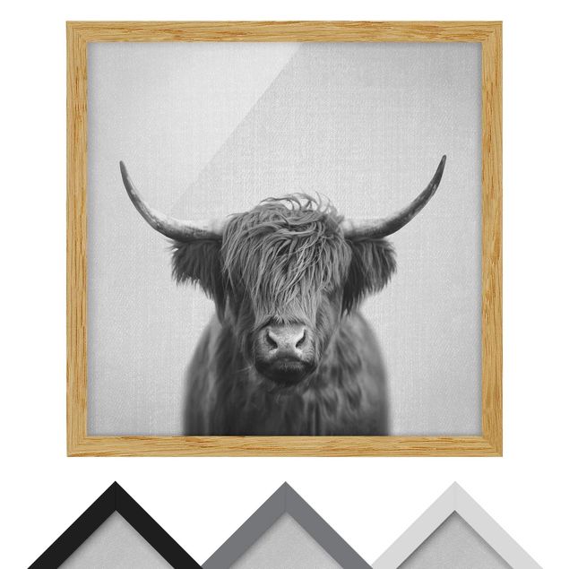 Zwierzęta obrazy Highland Cow Harry Black And White