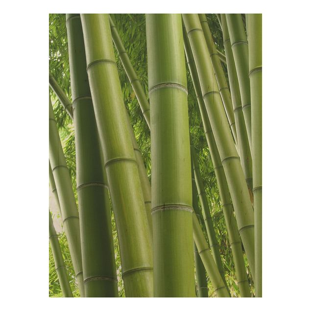 Obrazy na ścianę Drzewa bambusowe Nr 1