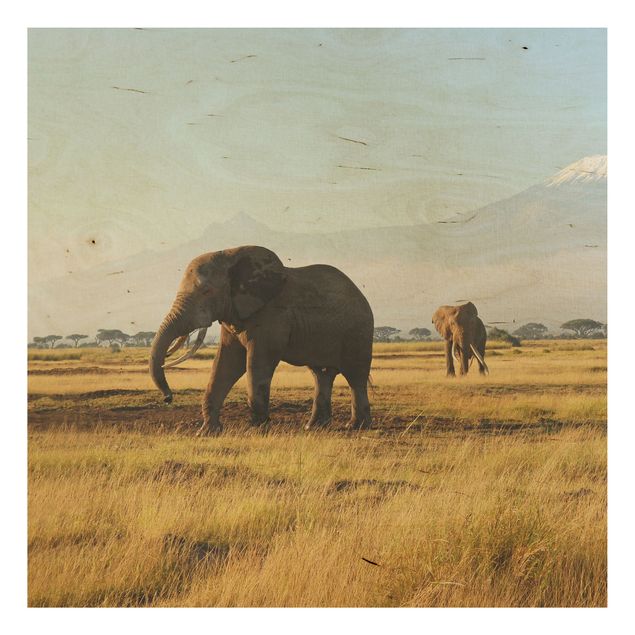 Obrazy na ścianę Słonie na tle Kilimandżaro w Kenii