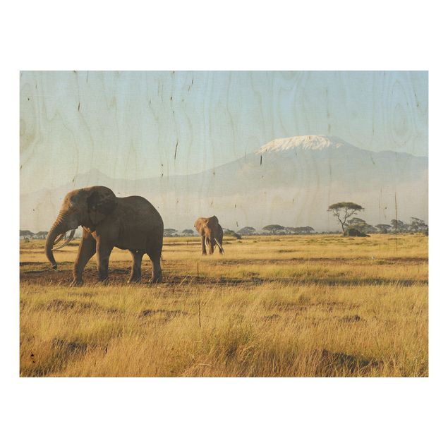 Obrazy na ścianę Słonie na tle Kilimandżaro w Kenii