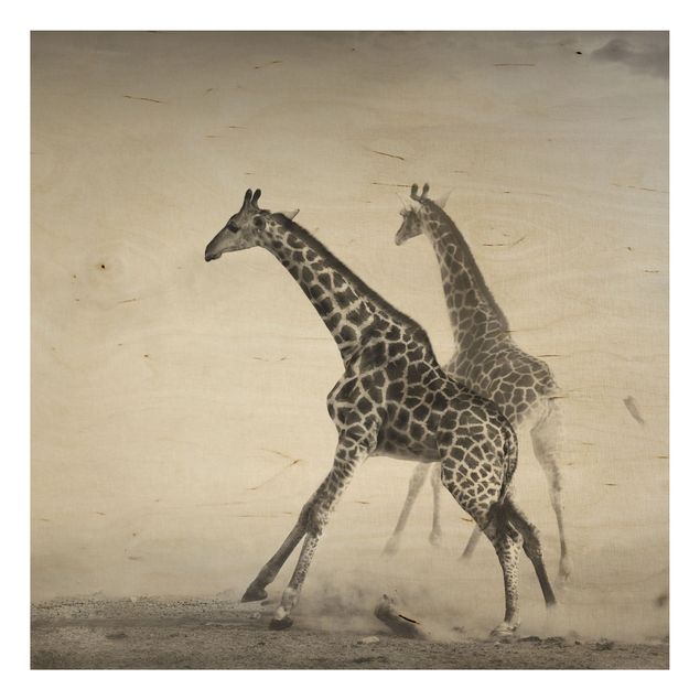 Obrazy na ścianę Polowanie na żyrafę
