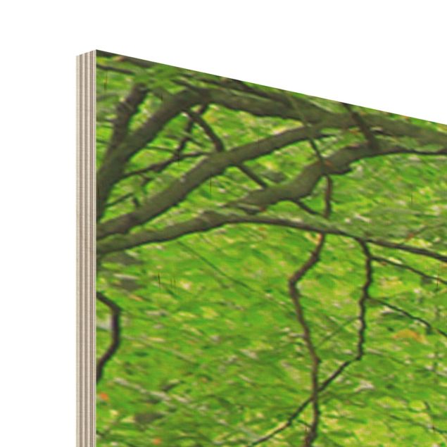 Obraz z drewna - Potężne drzewa bukowe