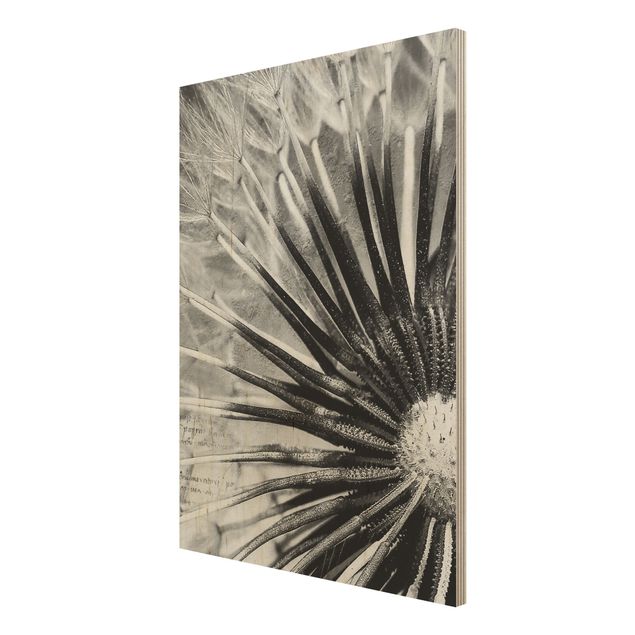 Obrazy z drewna Dandelion czarno-biały