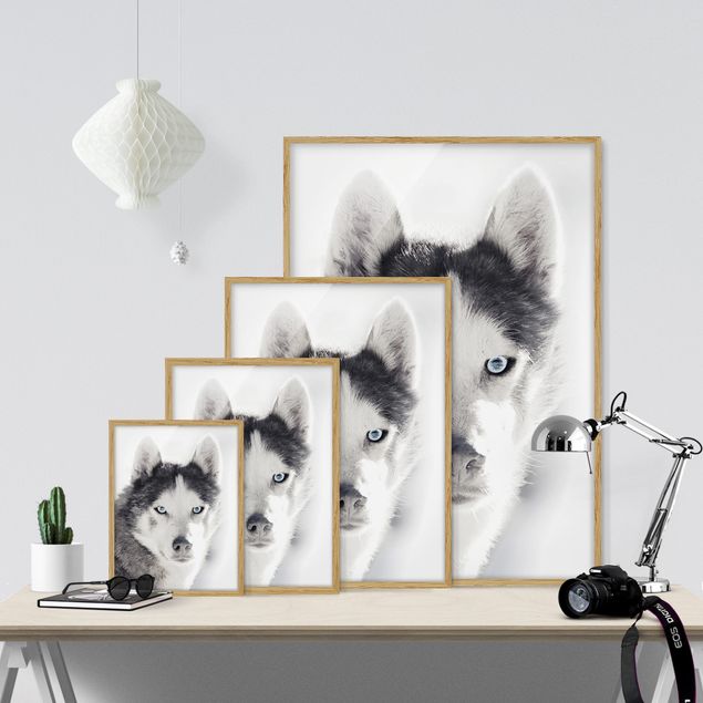 Obrazy w ramie do kuchni Husky Portret