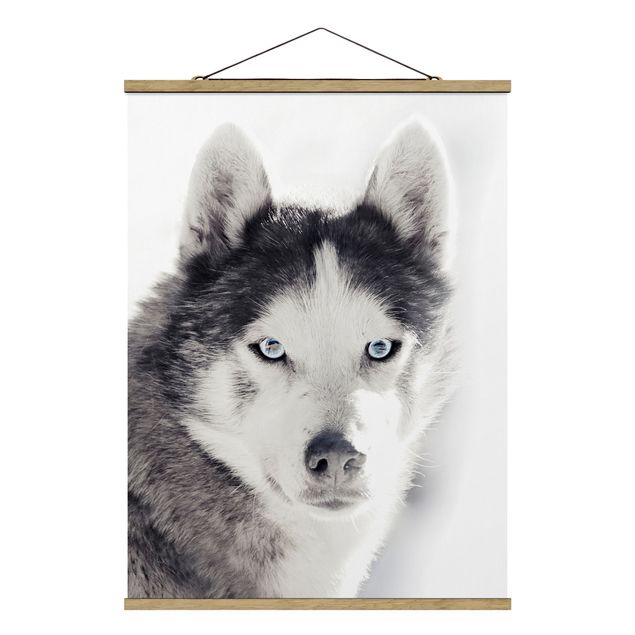 Obrazy zwierzęta Husky Portret