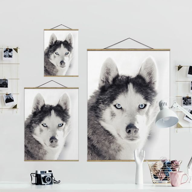 Obrazy na ścianę Husky Portret