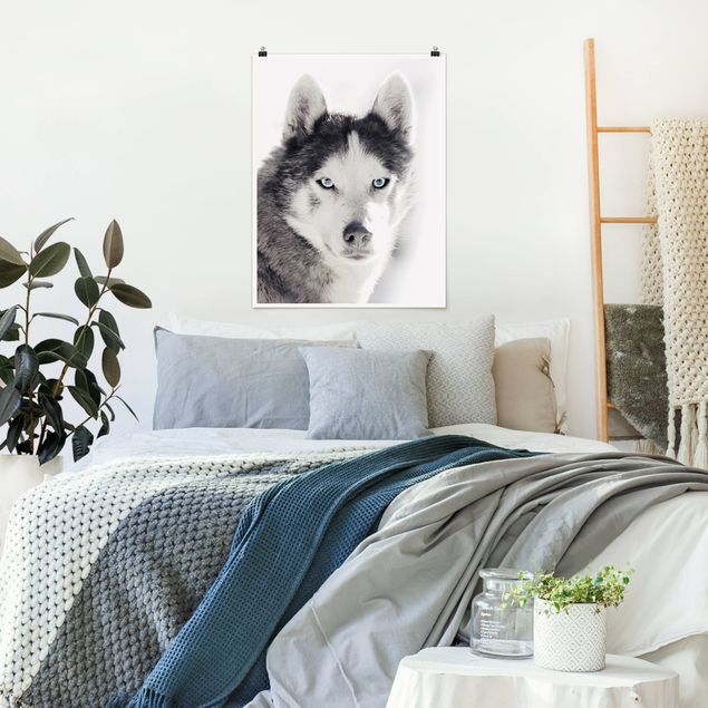 Obrazy nowoczesny Husky Portret