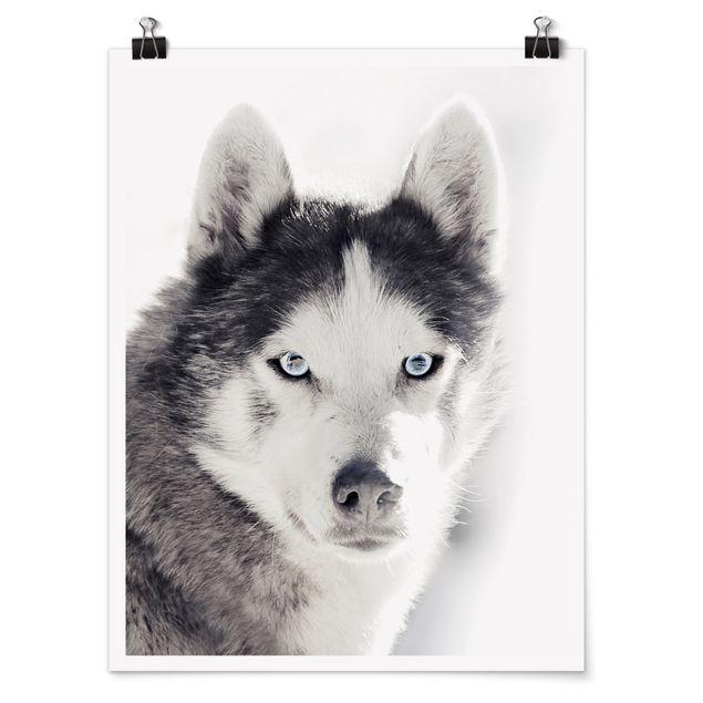 Obrazy ze zwierzętami Husky Portret