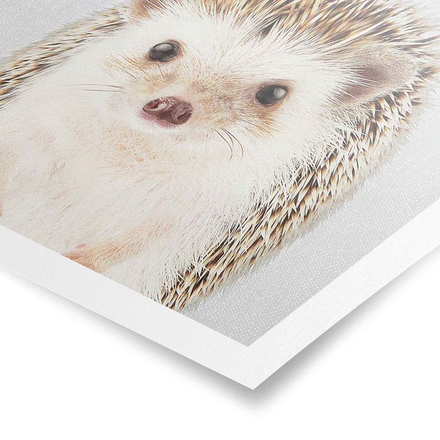 Obrazy ze zwierzętami Hedgehog Ingolf