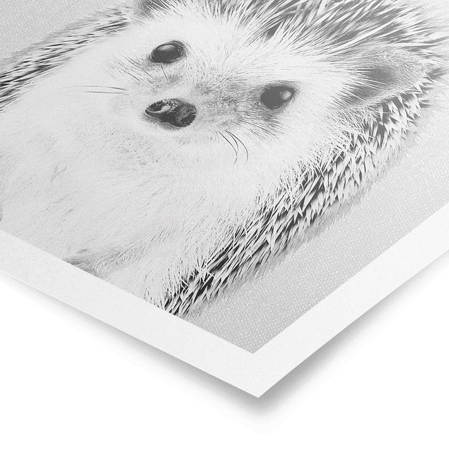 Zwierzęta obrazy Hedgehog Ingolf Black And White