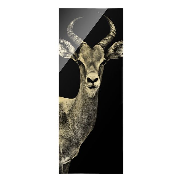 Obraz na szkle - Antylopa konopiasta czarno-biała